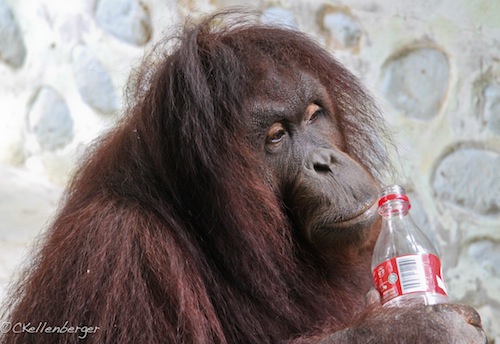 Jackie the Orangutan at Poring Hot Springs